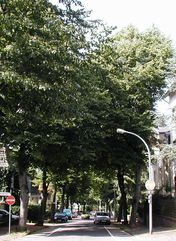 Straßenbäume in der Martin-Luther-Straße