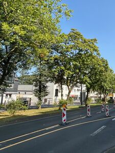 Straßenbäume in der Martin-Luther-Straße Straßenbäume in der Martin-Luther-Straße