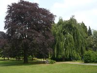 Blutbuche und Hängebuche im Hardtpark