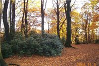 Begräbniswald Im Kempkenholz
