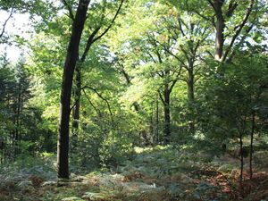 Begräbniswald Im Kempkenholz Begräbniswald Im Kempkenholz